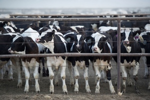 img-1740-With-Cow-Power-
